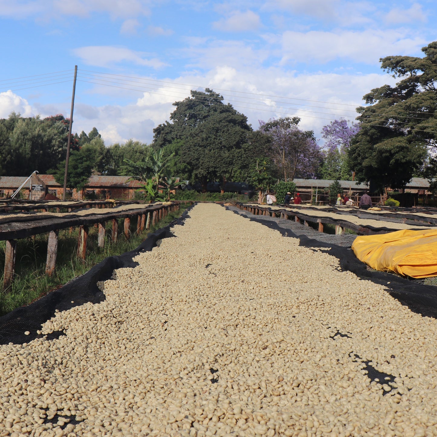 26006_DoubleWashed_FieldBlend_KianduFactory_Kenya (UK)