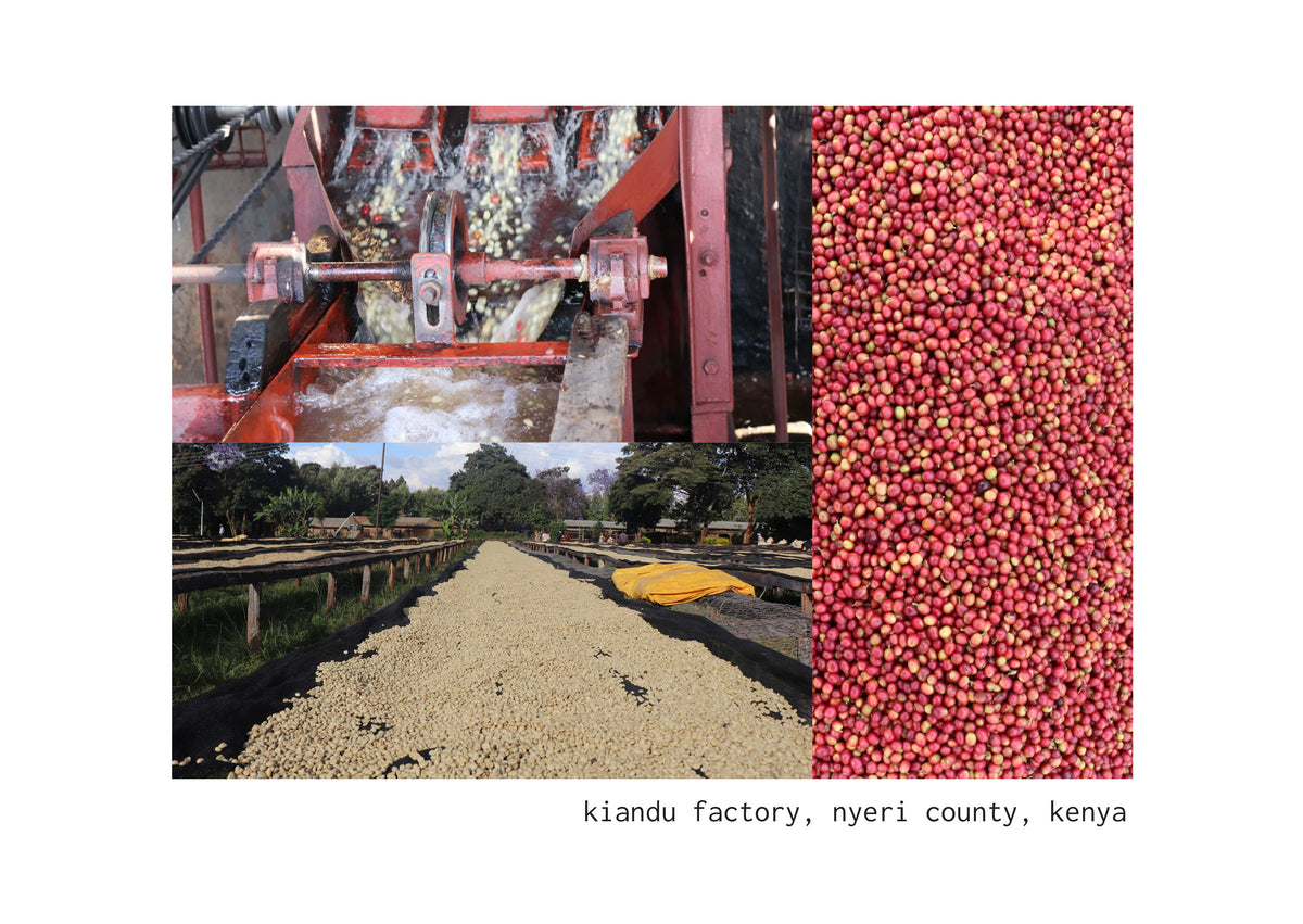 26006_DoubleWashed_FieldBlend_KianduFactory_Kenya_EU