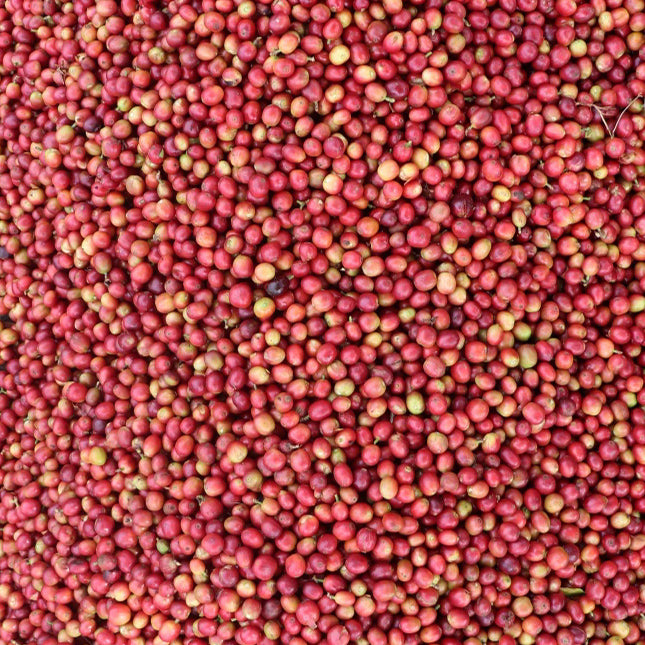 26006_DoubleWashed_FieldBlend_KianduFactory_Kenya (UK)